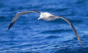 Albatròs (Diomedea exulans)