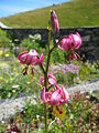 Lilium martagon