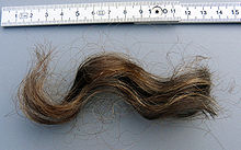 Eine zehn Zentimeter lange mittebraune gelockte Haarsträhne neben einem Zollstock liegend
