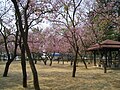 臺南公園公園路側羊蹄甲（原運動場）