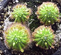 Drosera closterostigma