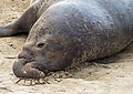 Image 14Male elephant seal resting between fights in Ano Nuevo