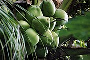 Cocos nucifera voaniho
