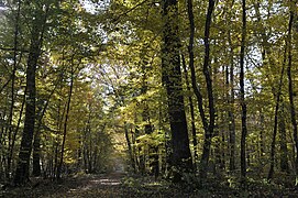 La forêt domaniale de Châteauroux en 2010.