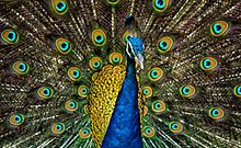 Indian peacock displaying his train