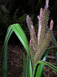 Description de l'image Starr 041221-1883 Carex alligata.jpg.