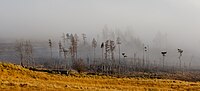 Thumbnail for File:Trees in fog on the northern side of Loch Tay, Scottish Highlands, Scotland.jpg