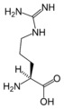 L-Arginiini (Arg / R)