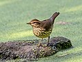 Image 98Northern waterthrush in Central Park