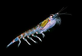 Krill antartic (Euphausia superba)