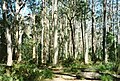 Eucalyptus deanei