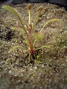 Drosera longiscapa