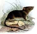 Deutsch: Mausopossums Caenolestidae (cat.)