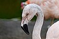 Chilean Flamingo head close-up