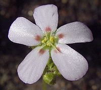 Drosera helodes