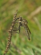 Asilus crabroniformis, un Asilidae.