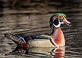 Image 18Wood duck drake vocalizing in Central Park