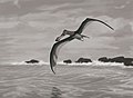 Isang pterosaur, Anhanguera piscator