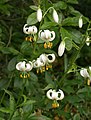 Lilium martagon var. album