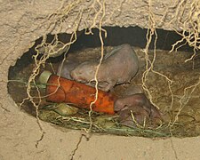 Rat-taupe nu adulte et ses petits dans leur terrier.
