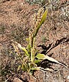 subsp. bicolor, southern NV