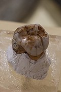 Un molar denisovan