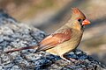 Image 93Female northern cardinal in Central Park