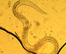 L3-aaltje van Phasmarhabditis hermaphrodita