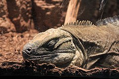 Description de l'image Gfp-jamaican-iguana.jpg.