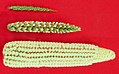 Image 40The creation of maize from teosinte (top), maize-teosinte hybrid (middle), to maize (bottom) (from History of agriculture)