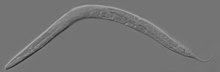 Volwassen Caenorhabditis elegans