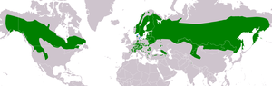 Perleuglens udbredelse