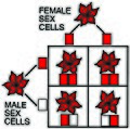 Outcomes of two sets of flowers both red. One red flower is heterozygous while the other is homozygous. All the offspring flowers will also be red, but some will carry the recessive white flower alleles.]]