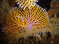 Distichopora sp., un « corail noble » (hydrocorail)