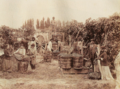 Vendemmia nella provincia di Mendoza in Argentina, circa 1890