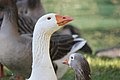 Domestic goose