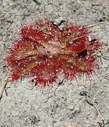 Drosera tentaculata