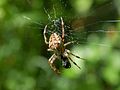 Araneus diadematus