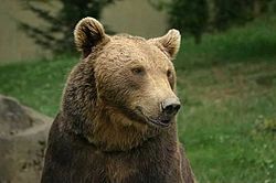 Ursus arctos ; Aspe, Pyrénées, Franche