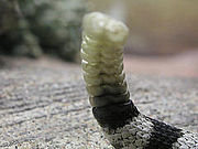 The rattle of a western diamondback rattlesnake (notice the black and white coloring on the lower right)