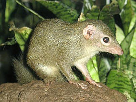 Tupaia glis