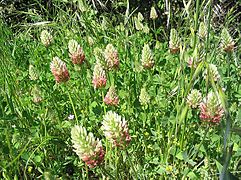 Trifolium incarnatum