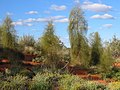 Allocasuarina decaisneana (Desert Oaks), Central Australia.