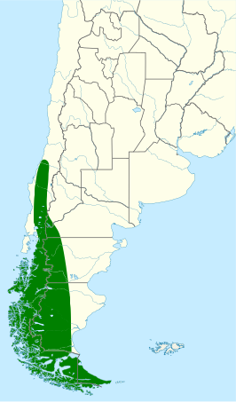 Patagonische buizerd