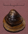 Corbicula fluminea