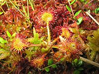 Drosera rotundifolia  Type species