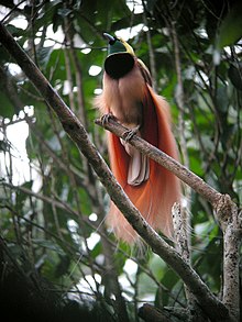 Bird faces up with green face, black breast and pink lower body. Elaborate long feathers on the wings and tail.