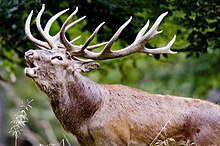 Tête d'un cerf aux longues cornes en train de bramer, la gueule ouverte.