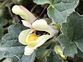 Flor polinizada por abejorro de jardín (Megabombus hortorum)