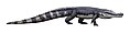Deinosuchus riograndensis um crocodiliano